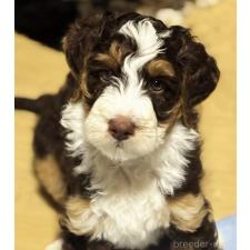 福島貴子ブリーダー