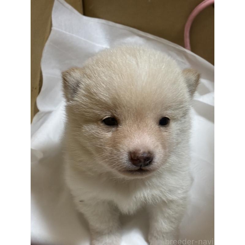 佐藤里美ブリーダーの詳細