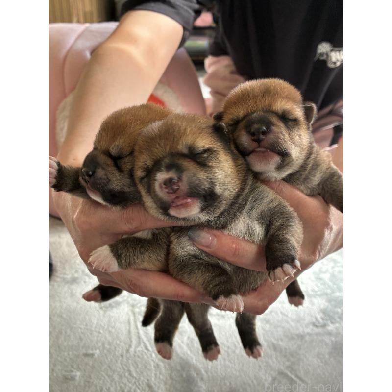 佐藤里美ブリーダーの詳細