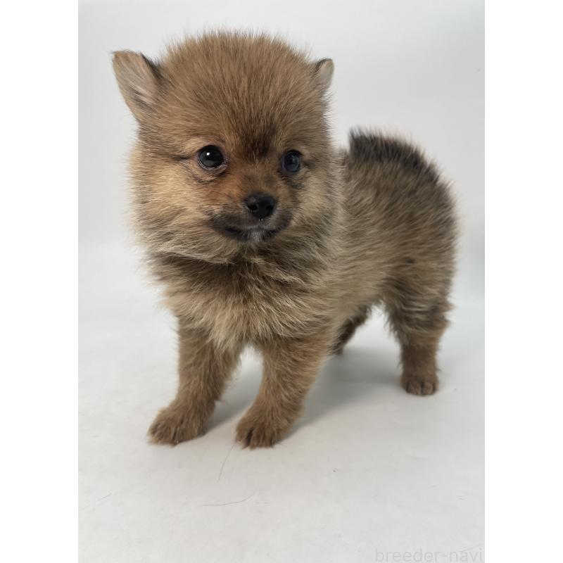 成約済の千葉県のミックス犬-432836の12枚目