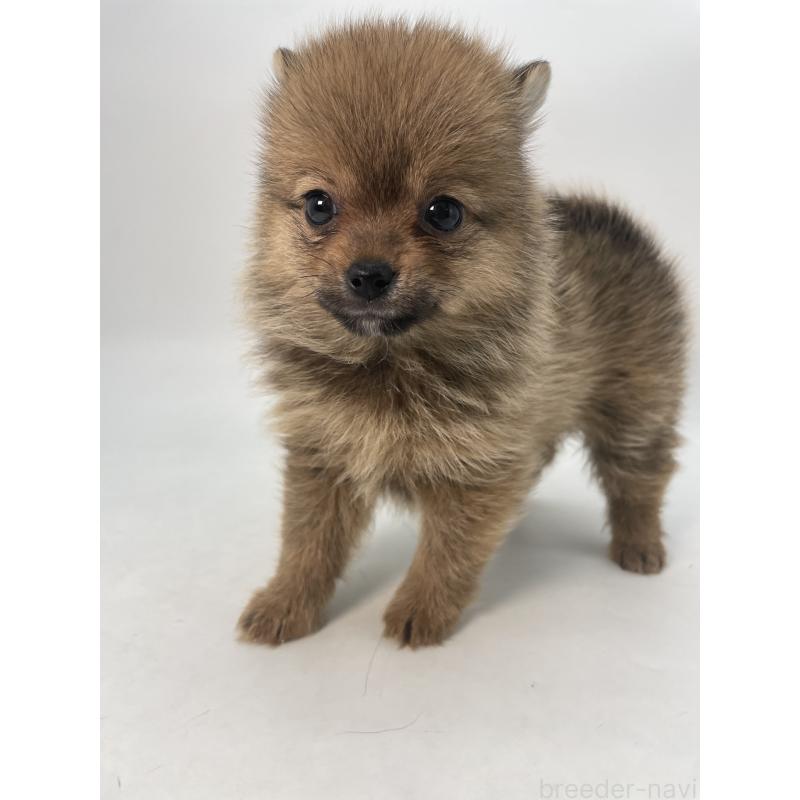 成約済の千葉県のミックス犬-432836の11枚目