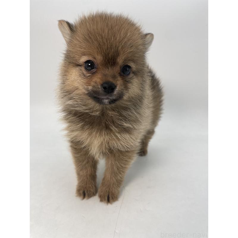 成約済の千葉県のミックス犬-432836の9枚目