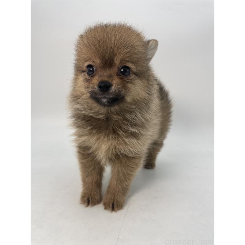 成約済の千葉県のミックス犬-432836の8枚目