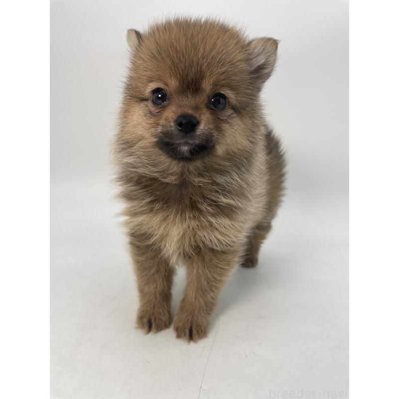 成約済の千葉県のミックス犬-432836の7枚目