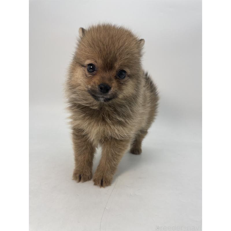 成約済の千葉県のミックス犬-432836の6枚目