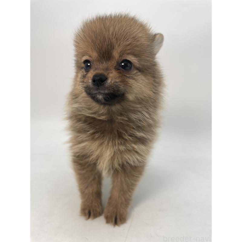 成約済の千葉県のミックス犬-432836の5枚目