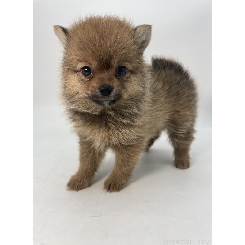 成約済の千葉県のミックス犬-432836の4枚目