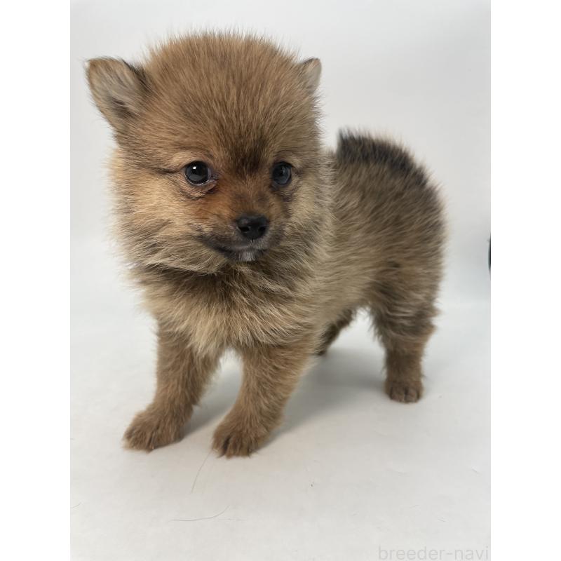 成約済の千葉県のミックス犬-432836の3枚目