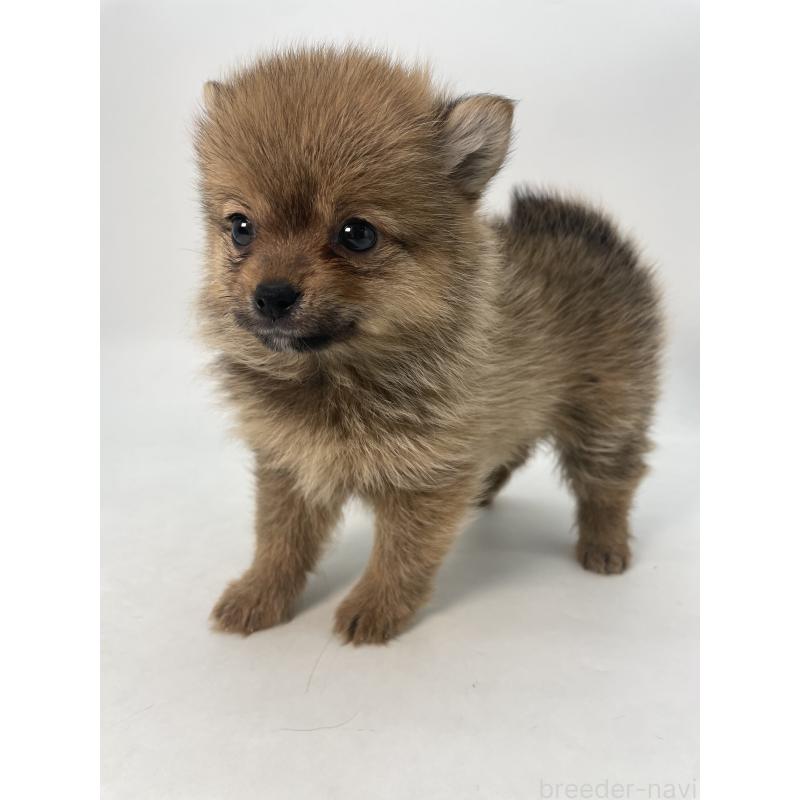 成約済の千葉県のミックス犬-432836の2枚目