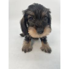 ♀︎ミニチュアダックスフンド(ワイヤーヘアード)