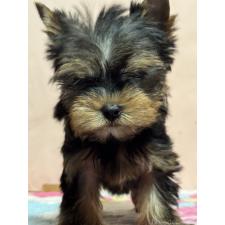 ♀︎ヨークシャーテリア