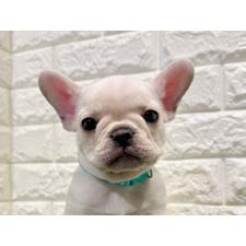 ♀︎フレンチブルドッグ