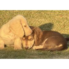 田村梨奈ブリーダー