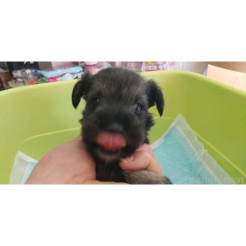 成約済の愛知県のミニチュアシュナウザー-430447の2枚目