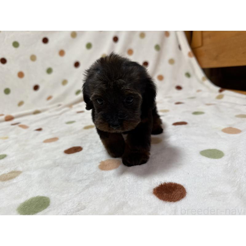 成約済の岐阜県のミックス犬-432394の4枚目