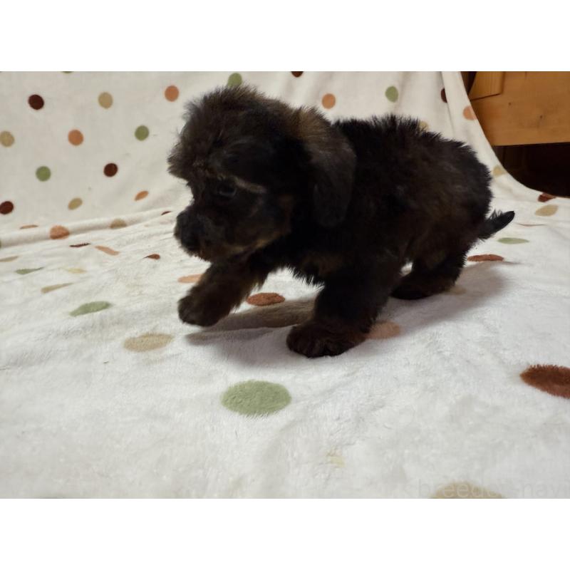 成約済の岐阜県のミックス犬-432394の3枚目