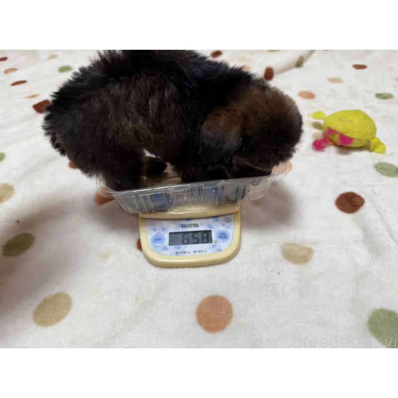 成約済の岐阜県のミックス犬-432394の2枚目