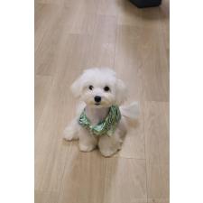 五十嵐雅治ブリーダー