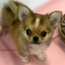 チワワ(ロングコート)の子犬