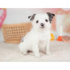 ♀︎チワワ(ロングコート)