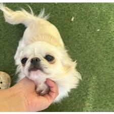 ♀︎ミックス犬