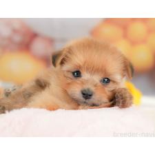 ♀︎ポメプー:ポメラニアン×トイプードル