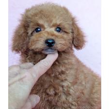 ♀︎トイプードル