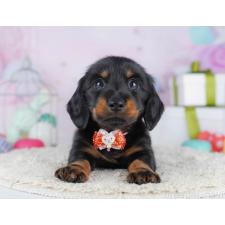 ♀︎カニンヘンダックスフンド(ロングヘアード)