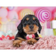 ♀︎カニンヘンダックスフンド(ロングヘアード)