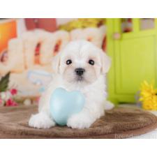 ♀︎マルプー:マルチーズ×トイプードル