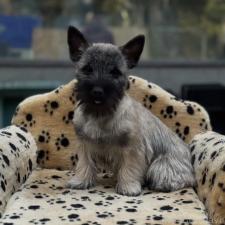 ♀︎ケアーンテリア