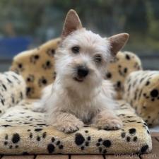 ♀︎ケアーンテリア