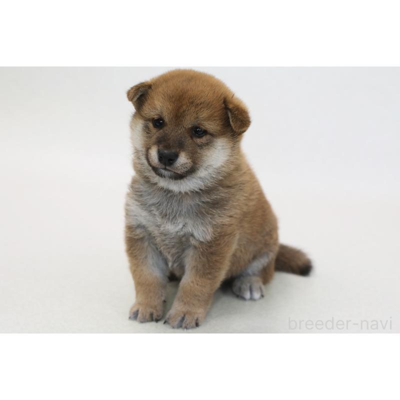 神奈川県の柴犬｜男の子・2025/12/06生まれ・赤色（子犬ID：434728