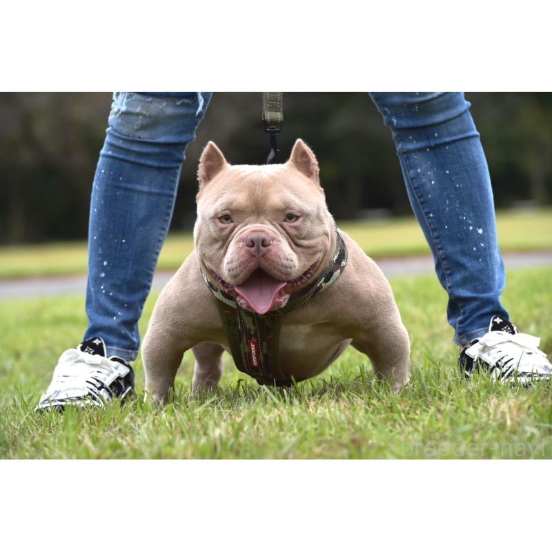 雄鹿南生ブリーダーの詳細