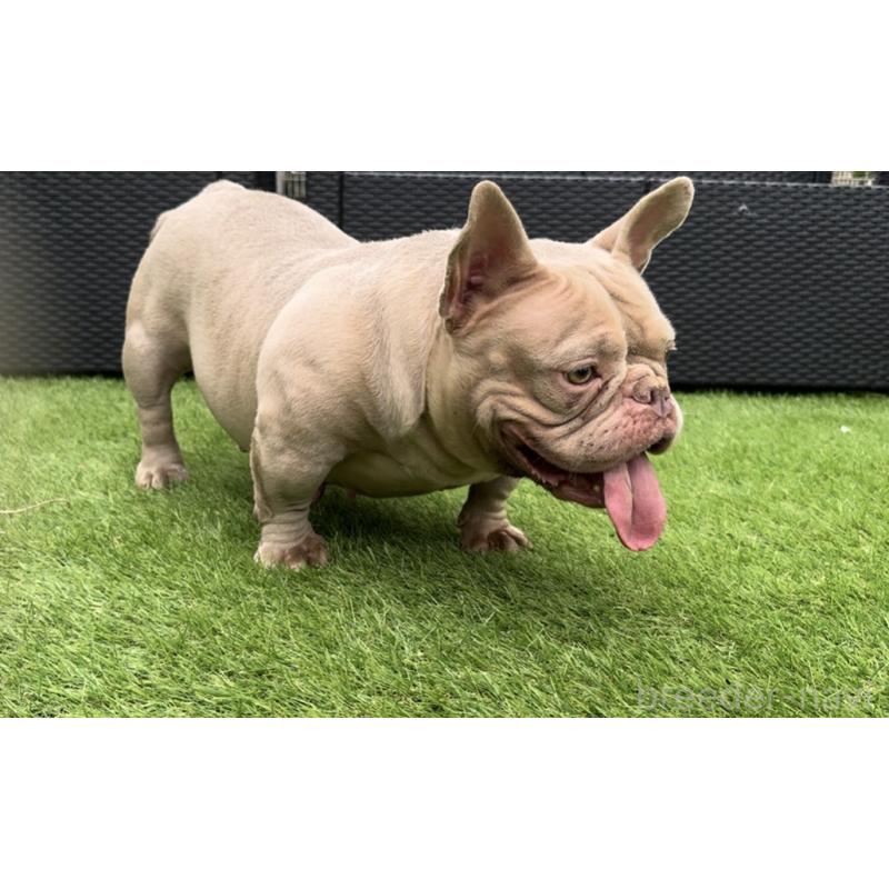 雄鹿南生ブリーダーの詳細