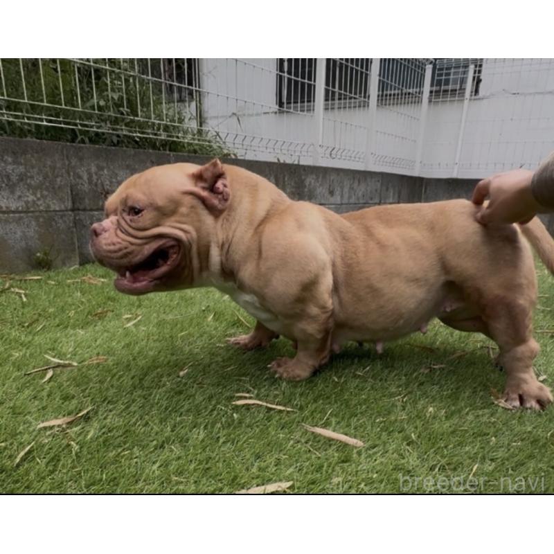 雄鹿南生ブリーダーの詳細