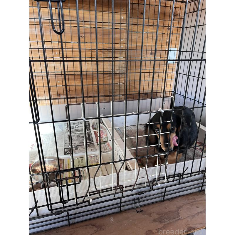 小峯和則ブリーダーの詳細