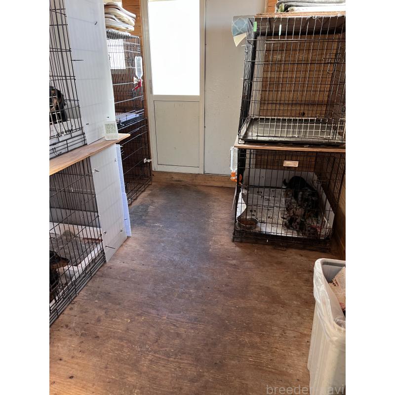 小峯和則ブリーダーの詳細