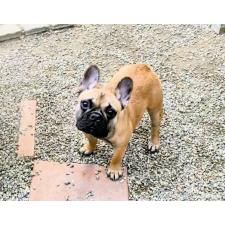 ♀︎フレンチブルドッグ