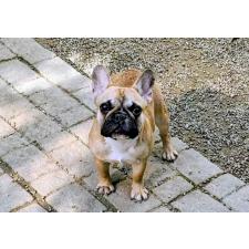 ♀︎フレンチブルドッグ