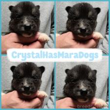 ♀︎シベリアンハスキー