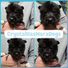 ♀︎シベリアンハスキー