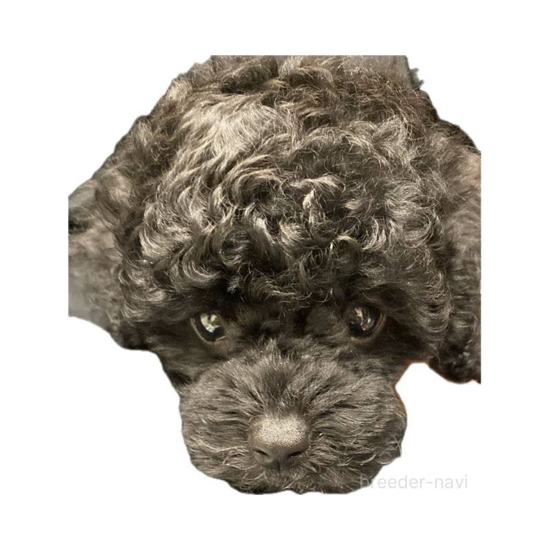 津村育世ブリーダーの詳細の1枚目