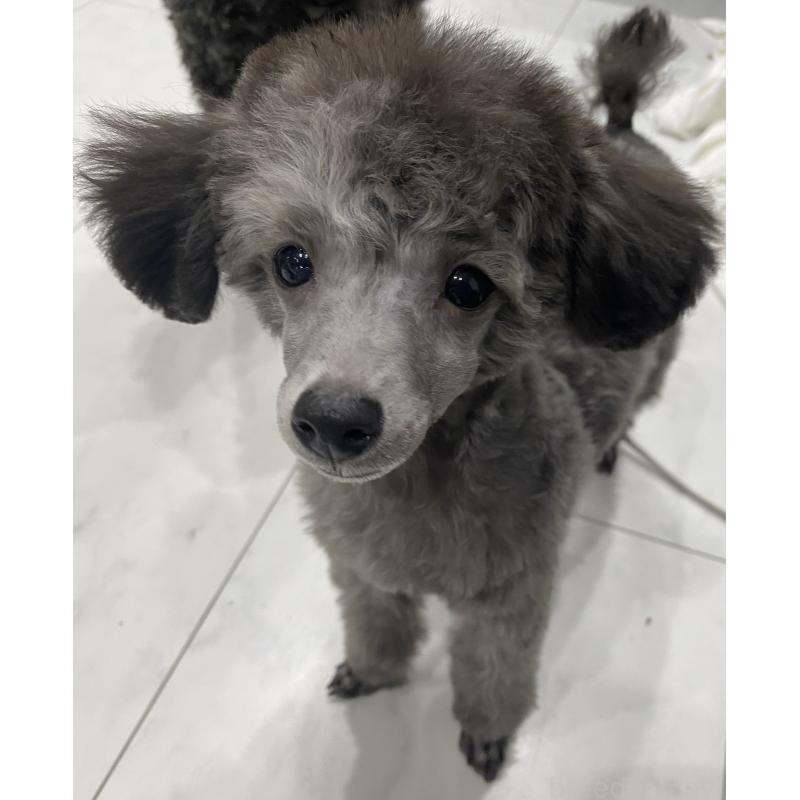 津村育世ブリーダーの詳細