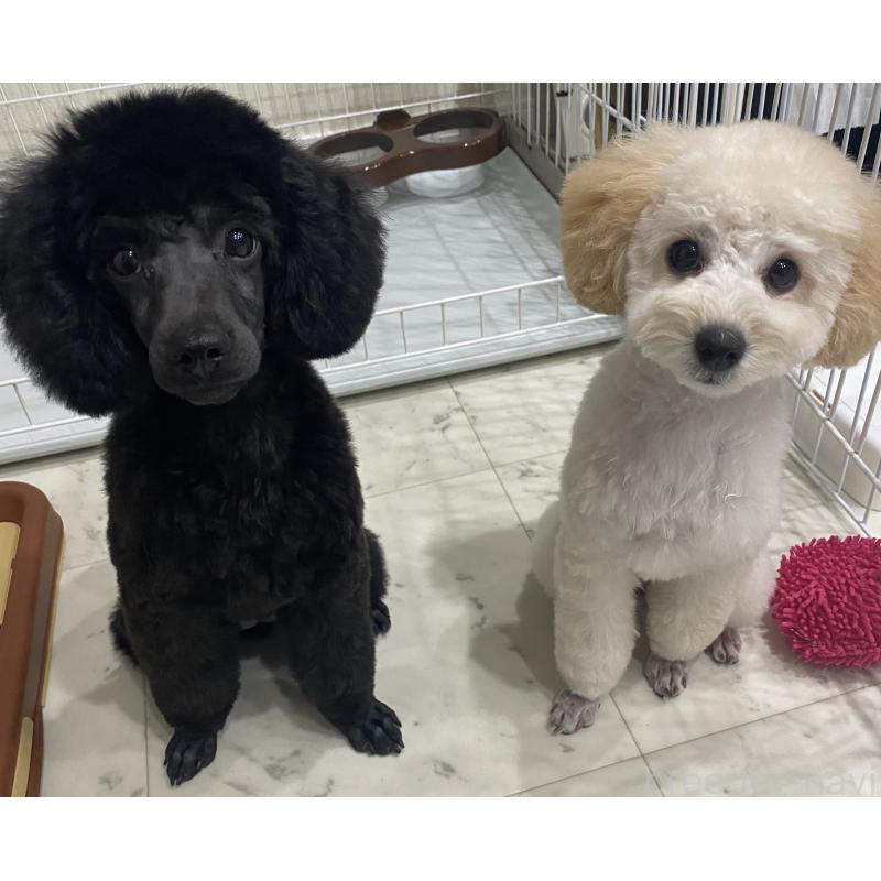 津村育世ブリーダーの詳細