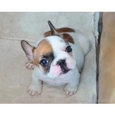 ♀︎フレンチブルドッグ