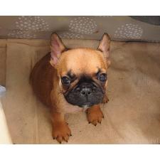 ♀︎フレンチブルドッグ