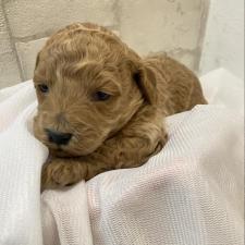 ♀︎ミディアムプードル