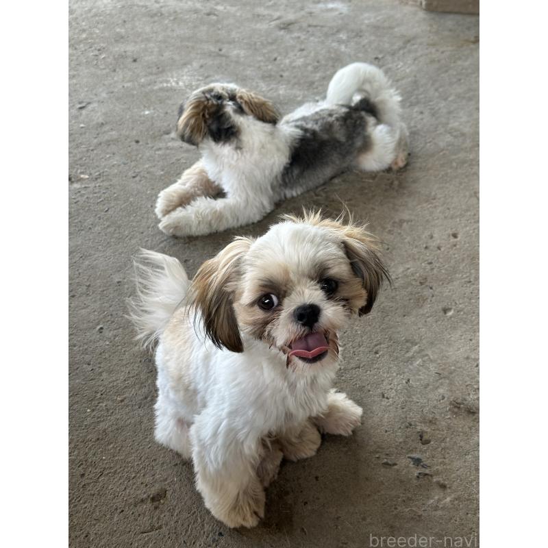 木村学ブリーダーの詳細