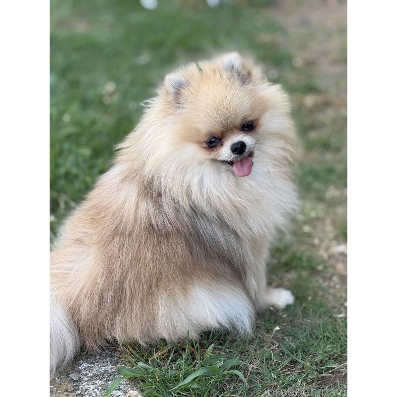 木村学ブリーダーの詳細の1枚目